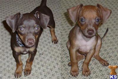 Dachshund Puppies in FL