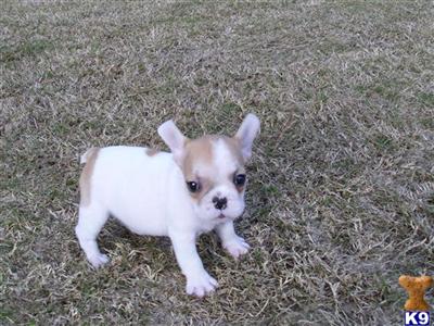 Basset Hound Puppies for Sale