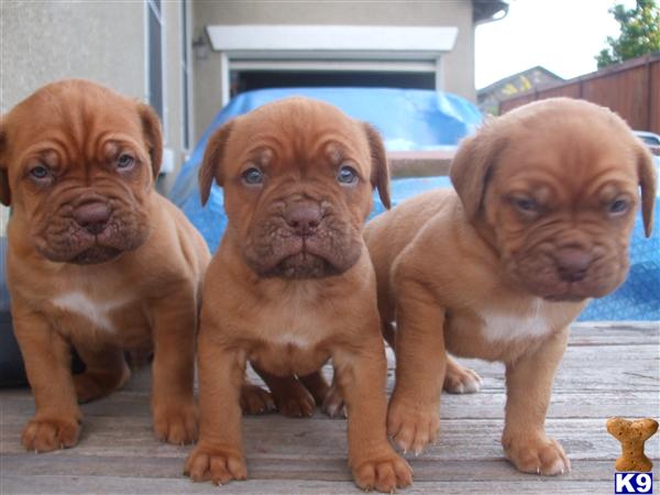 Dogue De Bordeaux Puppies Dogue De Bordeaux Puppies