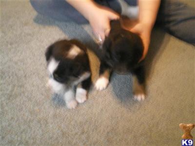 Australian Shepherd Puppies for Sale