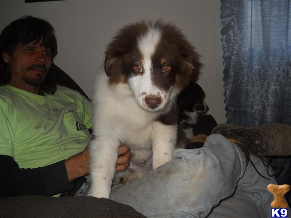 Miniature Australian Shepherd Puppies