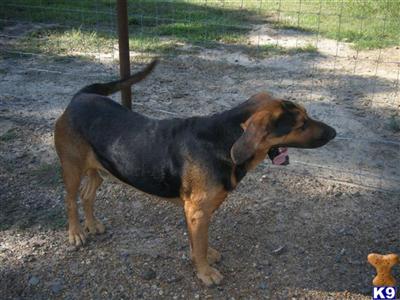 Dogs for Sale in TX