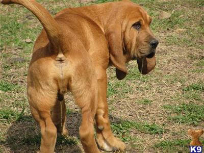 Bloodhound Puppies For Sale. Bloodhound Puppies in TX