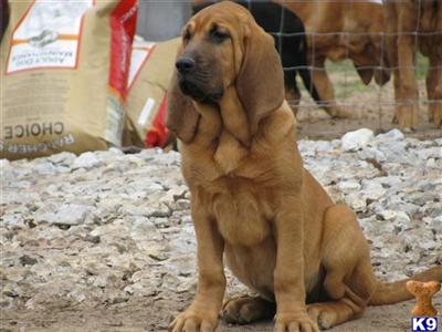 Bloodhound Puppies