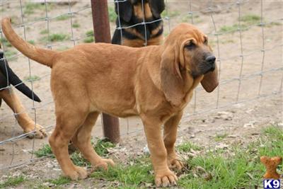 Bloodhound Puppies