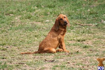 Bloodhound Puppies