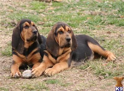 Bloodhound Puppies