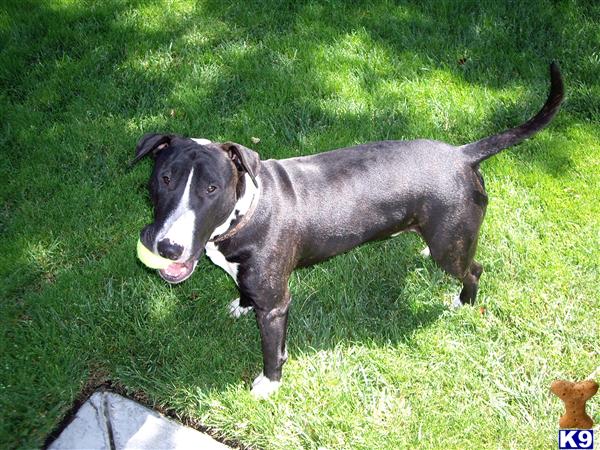 Stud Dogs - Bull Terrier