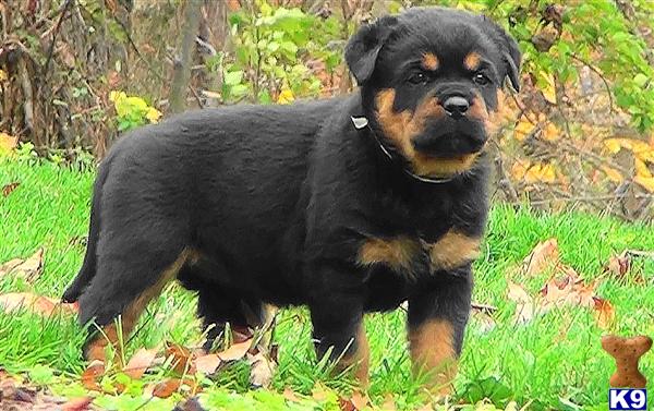 Puppies in IN