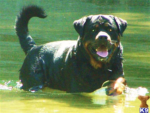 Stud Dogs - Rottweiler