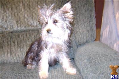 Dogs for Sale in AZ