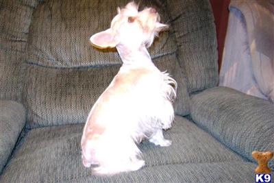 Dogs for Sale in AZ