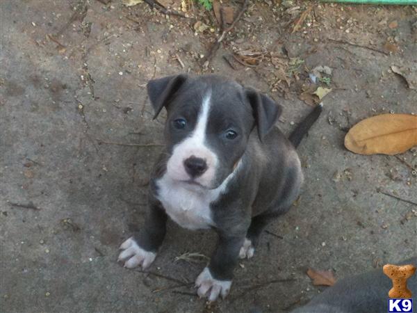 Puppies in Oklahoma city
