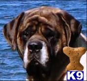 Stud Dogs - Mastiff