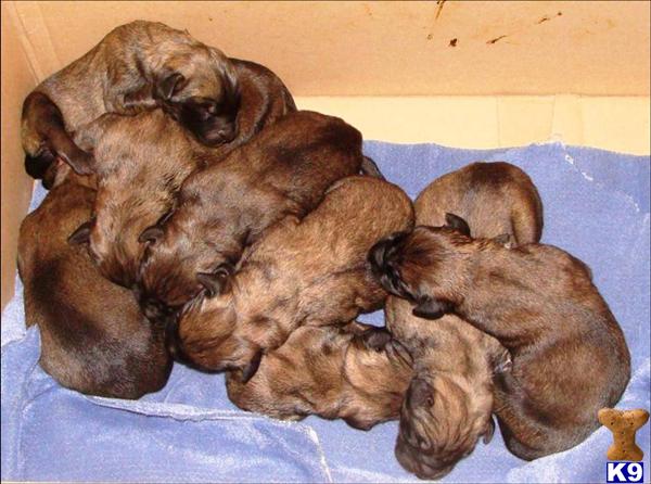 Mastiff Puppies