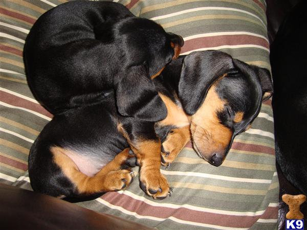 Miniature Pinscher For Sale In Va Beach Miniature Pinscher For Sale In Va Beach