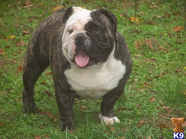 Stud Dogs - English Bulldog