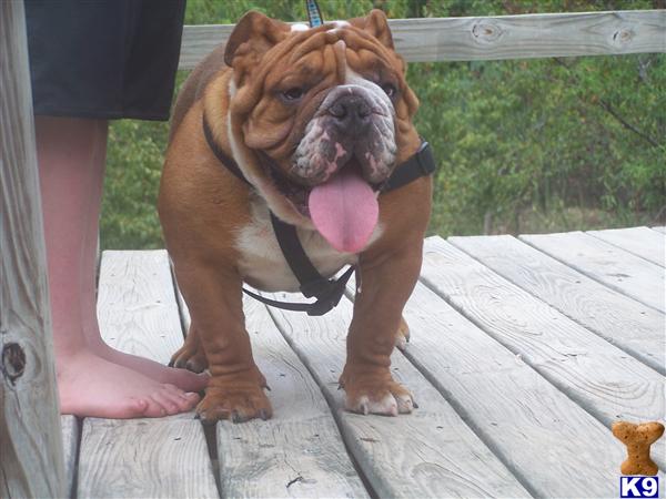 Stud Dogs - English Bulldog