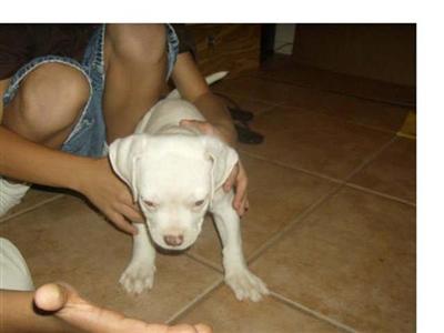 American Bulldog Puppies in AR