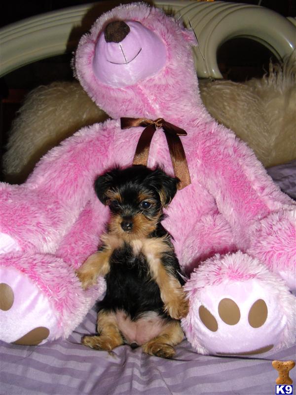 Puppies in Brooklyn