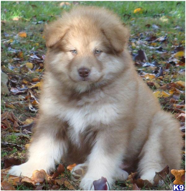Puppies in TN