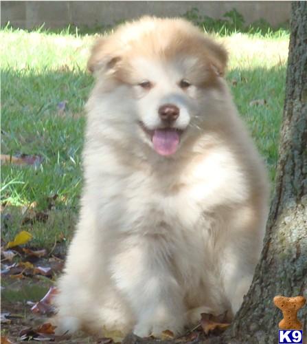 Puppies in TN