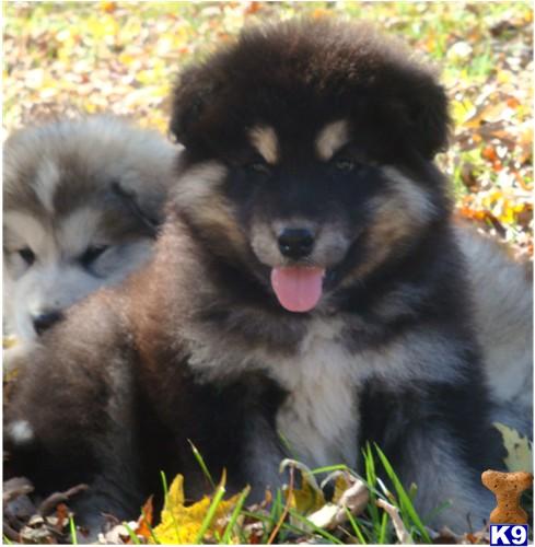Puppies in TN