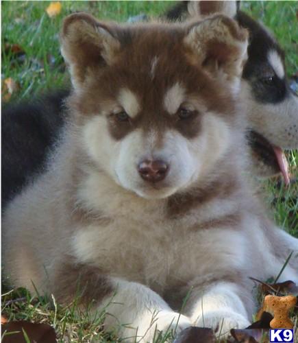 Puppies in TN