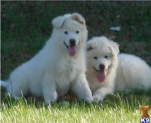 Puppies in TN