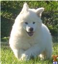 Alaskan Malamute