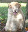 Alaskan Malamute