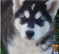 Alaskan Malamute