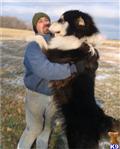 Alaskan Malamute