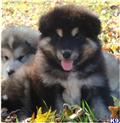 Alaskan Malamute