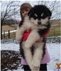 Alaskan Malamute