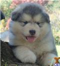 Alaskan Malamute