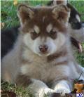 Alaskan Malamute