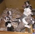 American Staffordshire Terrier
