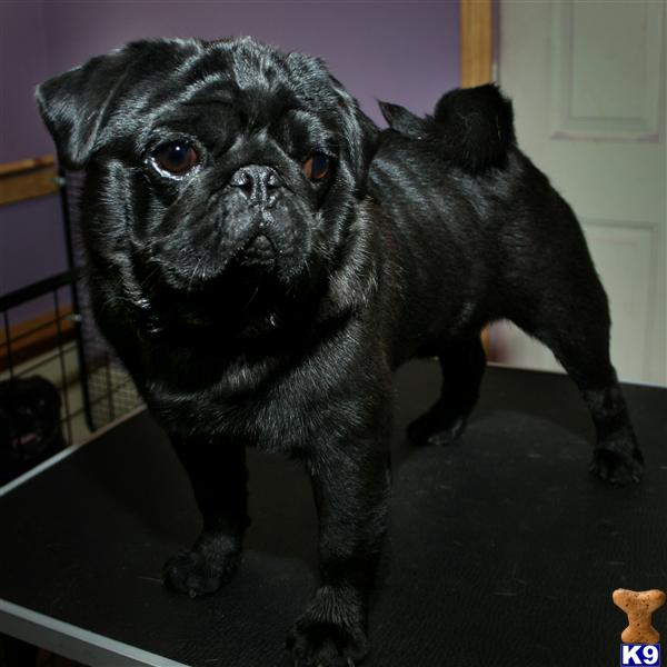 Pug Puppies