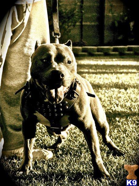 Stud Dogs in CA