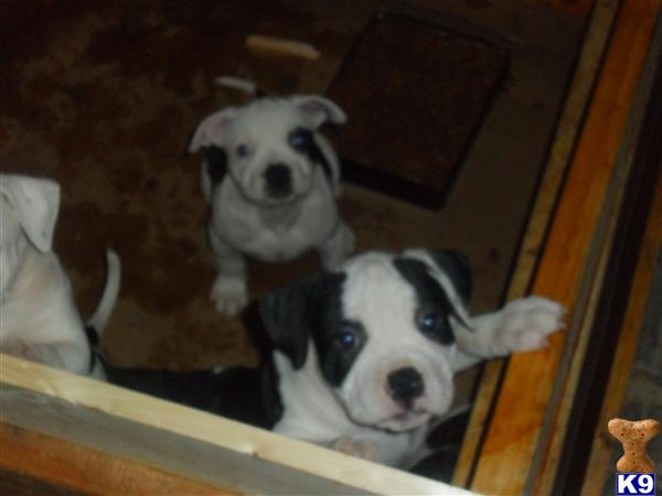 pitbull puppies for sale in ms document moved pitbull puppies for sale in ms document moved