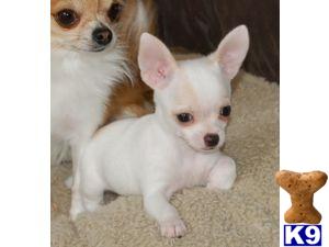 Chihuahua Puppies in FL