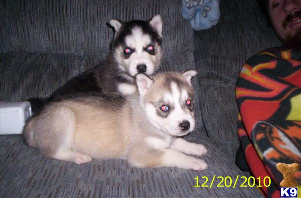 Puppies in NE