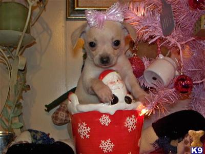 Puppies in AL