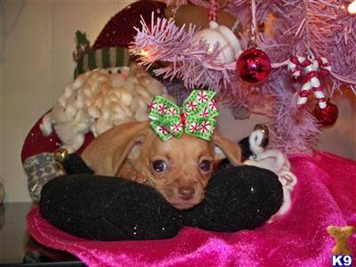 Puppies in AL