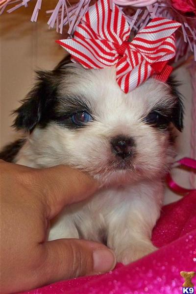 Puppies in AL