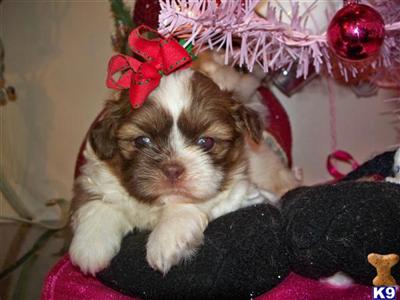 Puppies in AL