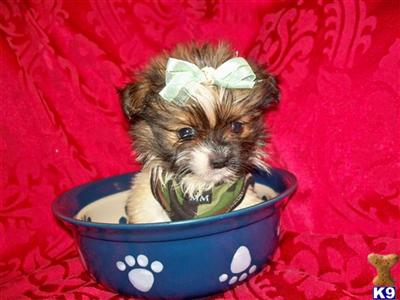 Puppies in AL