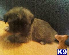 Puppies in Union grove