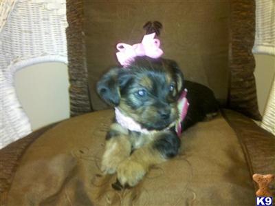 Puppies in AL